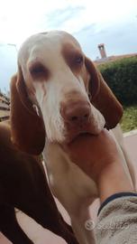 Bracco italiano