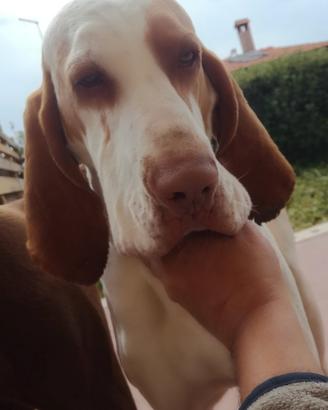 Bracco italiano