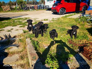 Cuccioli Canecorso