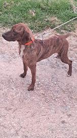 Segugio Maremmano da cinghiale