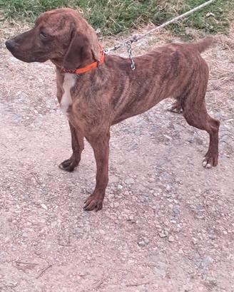 Segugio Maremmano da cinghiale