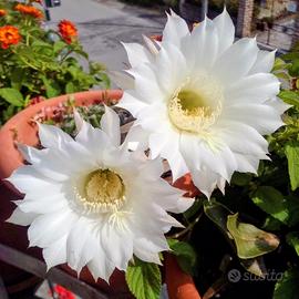 pianta grassa dal fiore bianco