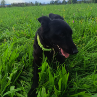 Una nuova famiglia per la piccola Luna