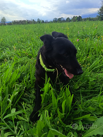 Una nuova famiglia per la piccola Luna