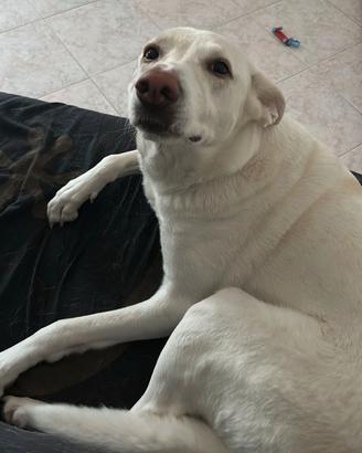 Dolce cagnolona