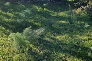 Terreno Agricolo Con Rudere