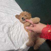 Cucciolo di Barboncino