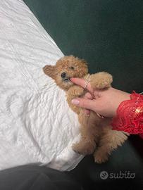 Cucciolo di Barboncino