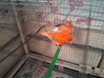 Canarini rossi ala bianca