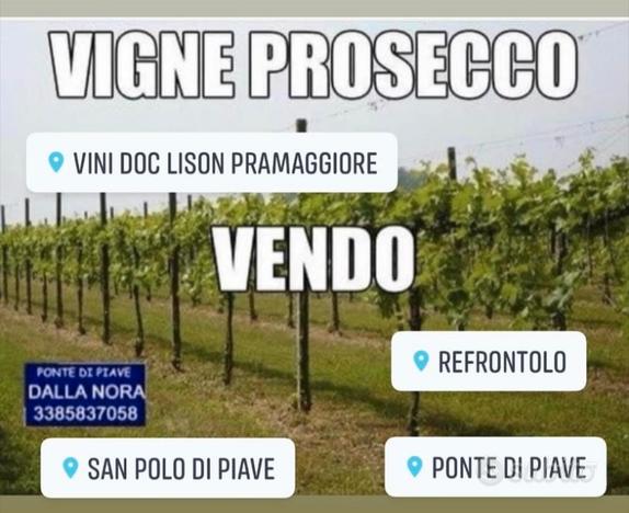 Vigneto con prosecco di 3 ha ponte di piave