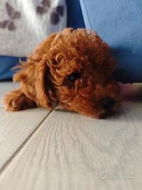 Cuccioli di barboncino Toy e mini Toy