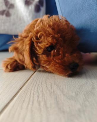 Cuccioli di barboncino Toy e mini Toy