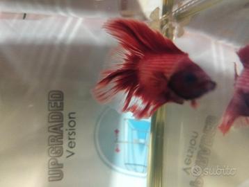 Betta splendens