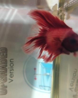 Betta splendens