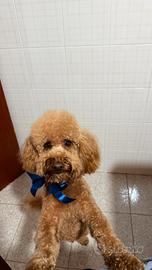 Barboncino nano per monta