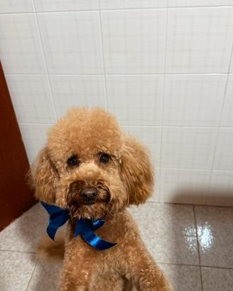 Barboncino nano per monta