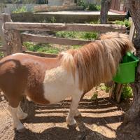 Pony olandese