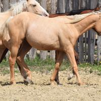 Qh palomino