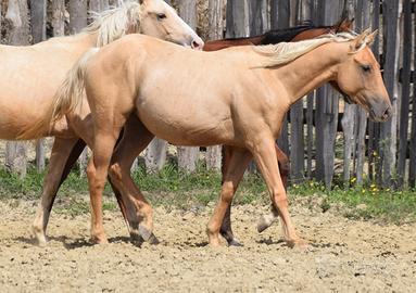 Qh palomino