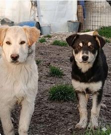 Cani cuccioli in adozione