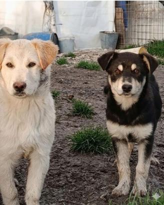 Cani cuccioli in adozione