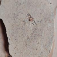 Insetto fossile, origine Brasile