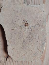 Insetto fossile, origine Brasile