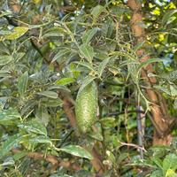 Albero limone caviale