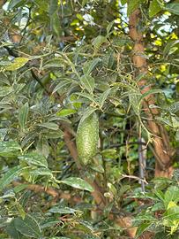 Albero limone caviale