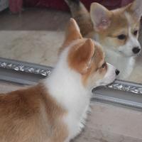 Cucciola welsh corgi pembroke