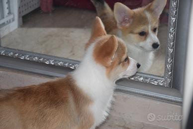 Cucciola welsh corgi pembroke