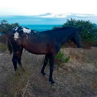 Cavallo appalooaa
