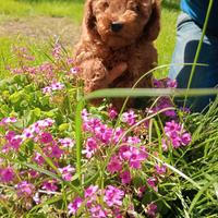 Barboncino Rosso cuccioli