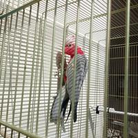 Cacatua rosa