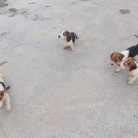 Beagle segugio