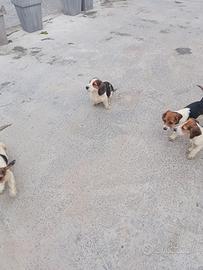 Beagle segugio