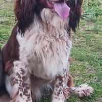 Springer spaniel per monta