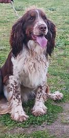 Springer spaniel per monta