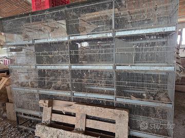 gabbie per uccellini