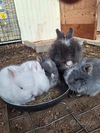 Coniglietti nani testa di leone