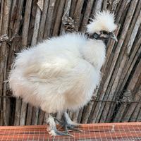 Moroseta showgirl