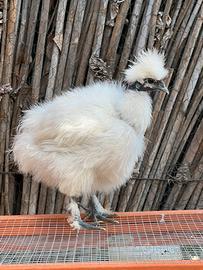 Moroseta showgirl
