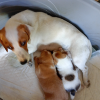 Bgol incrocio bastardino