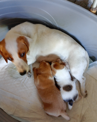 Bgol incrocio bastardino