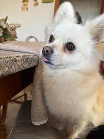 Spiz tedesco-Pomerania