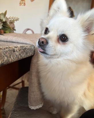 Spiz tedesco-Pomerania