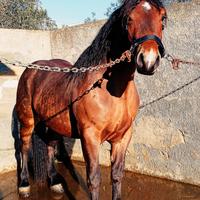 Cavallo Puledro Tpr