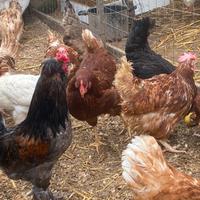 Galline