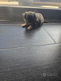 Chihuahua maschio