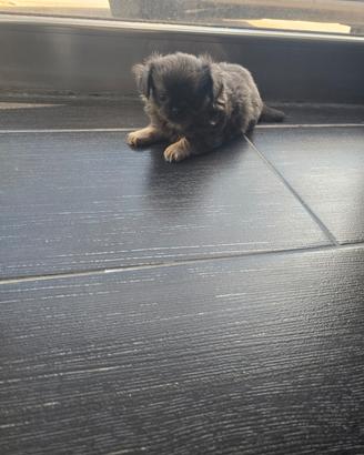 Chihuahua maschio
